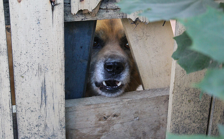 aggressive dog through fence