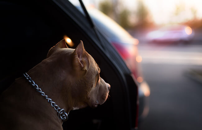 pitbull in car