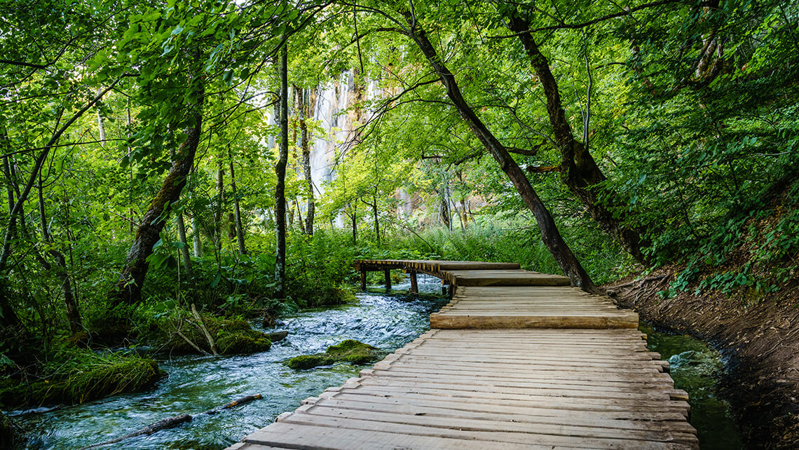 wood pathway through river in forest